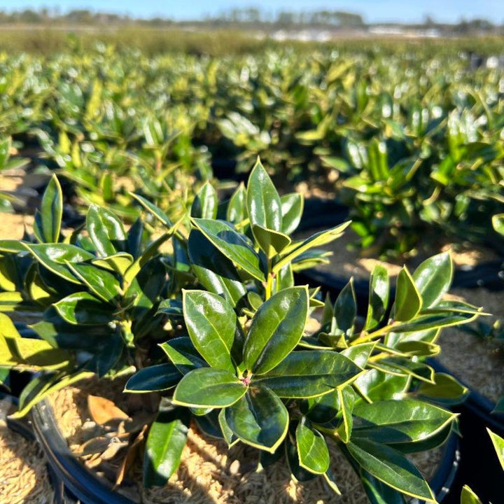 Ilex Carissa bush from GoBuyPlants® showing glossy green leaves and dense foliage, ideal for landscaping and decorative gardening.