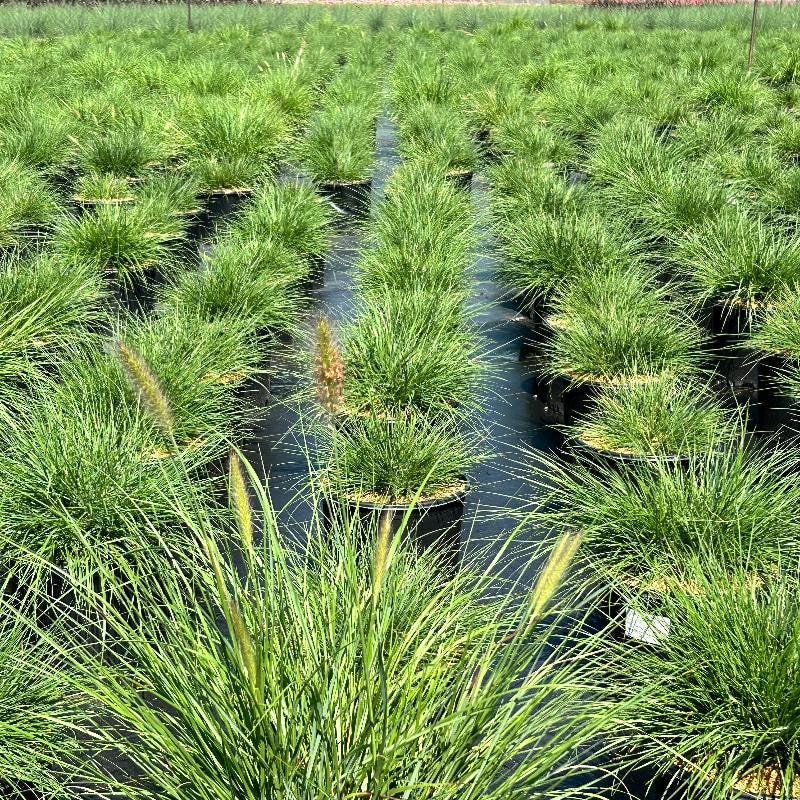 Pennisetum Hameln fountain grass bush with feathery plumes and green foliage, healthy and vibrant, in a garden setting.