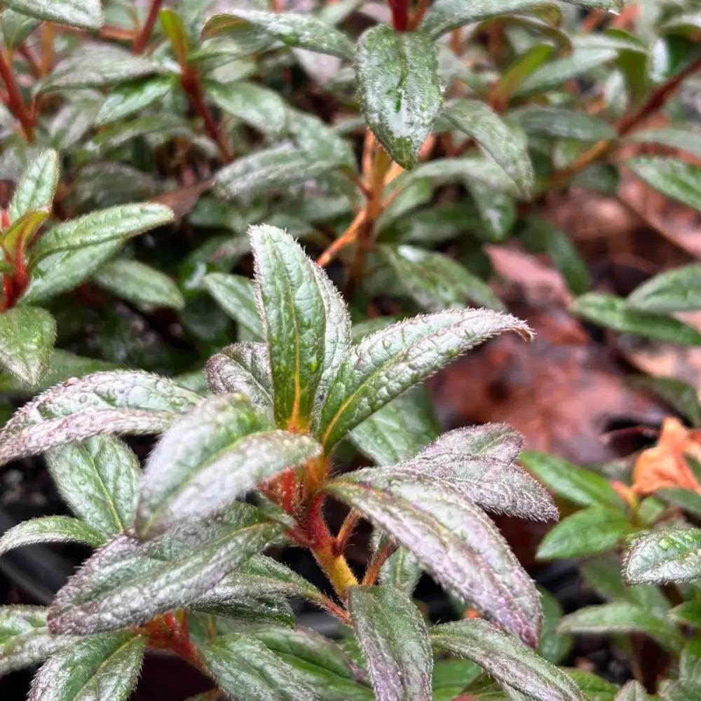 Azalea Encore Autumn Amethyst bush, vibrant purple flowering shrub from GoBuyPlants®, showing lush blooms and green foliage.