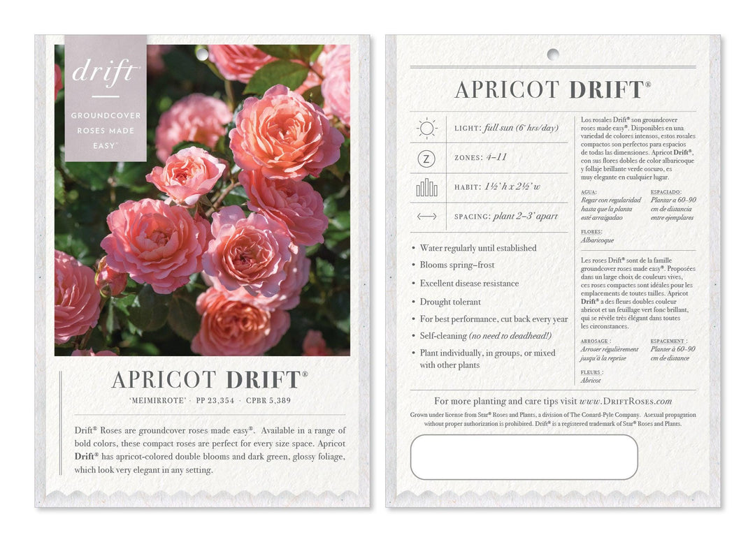 Rose Apricot Drift® bush with apricot-colored flowers and green foliage, planted in a garden setting.