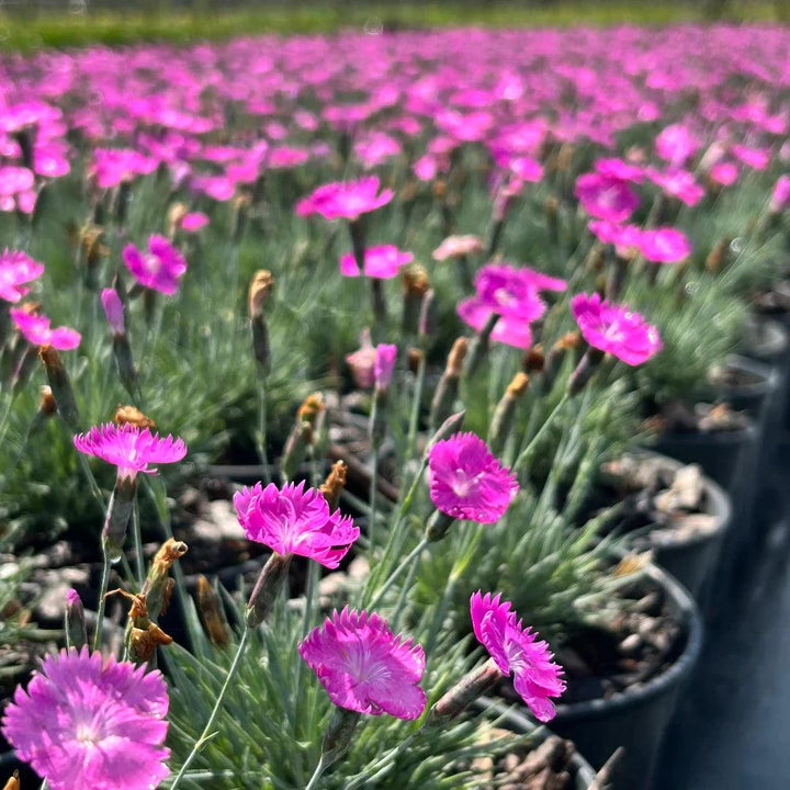 Pink Dianthus Firewitch bush with vibrant blooms, part of GoBuyPlants® Bushes &amp; Trees collection.