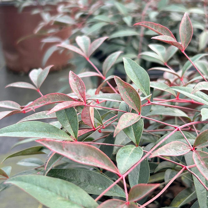 Nandina Flirt™ bush from GoBuyPlants® showcasing vibrant foliage and compact growth habit in a garden setting.