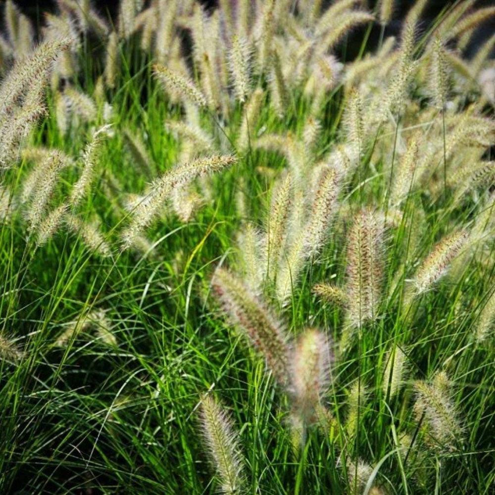 Pennisetum Hameln fountain grass bush with tall, feathery plumes and lush green foliage, planted in a garden setting.