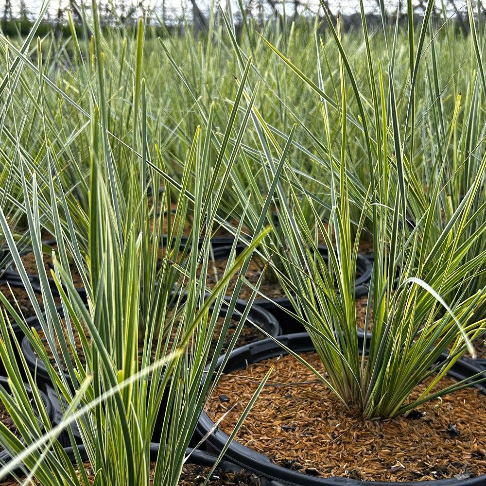 Lomandra Platinum Beauty® bush, a lush green plant with fine, arching leaves, suitable for landscaping and garden decoration.