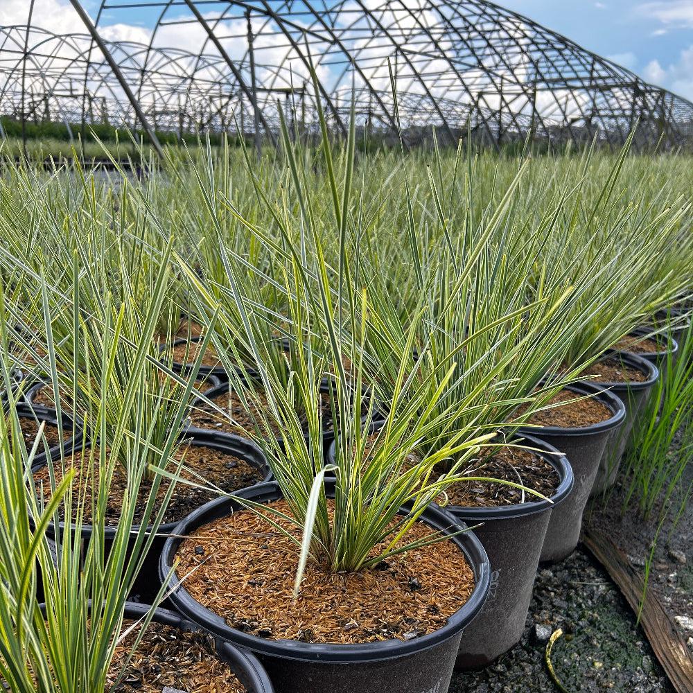 Lomandra Platinum Beauty® bush, lush green foliage, dense shrub, suitable for landscaping and garden decoration.