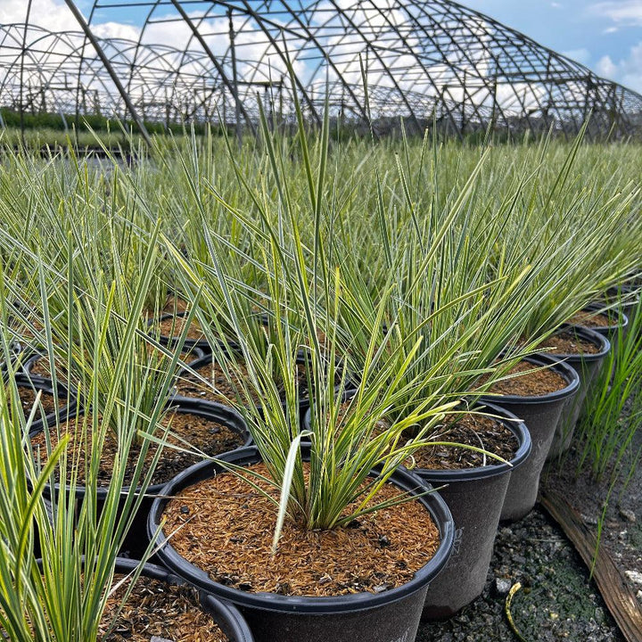 Lomandra Platinum Beauty® bush, lush green foliage, dense shrub, suitable for landscaping and garden decoration.