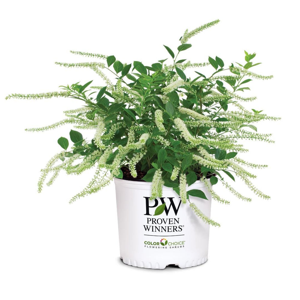 Itea Little Henry® shrub with lush green foliage, showcased as a decorative bush or small tree in a garden setting.