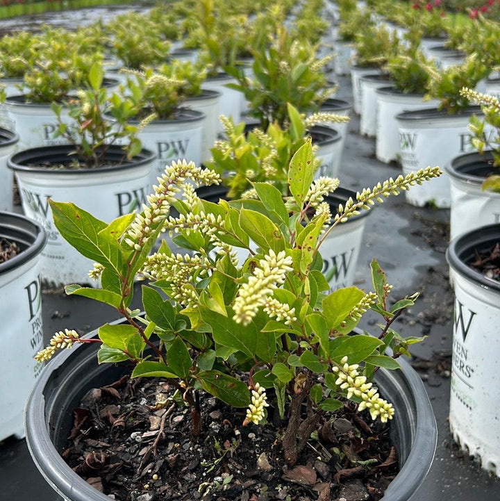 Itea Little Henry® bush with lush green foliage, small flowering shrub from GoBuyPlants® for gardening and landscape use.