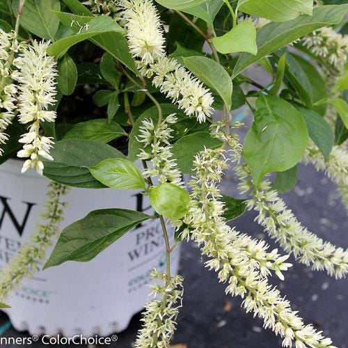 Itea Little Henry® shrub with green foliage, small white flowers, and compact growth habit from GoBuyPlants®.