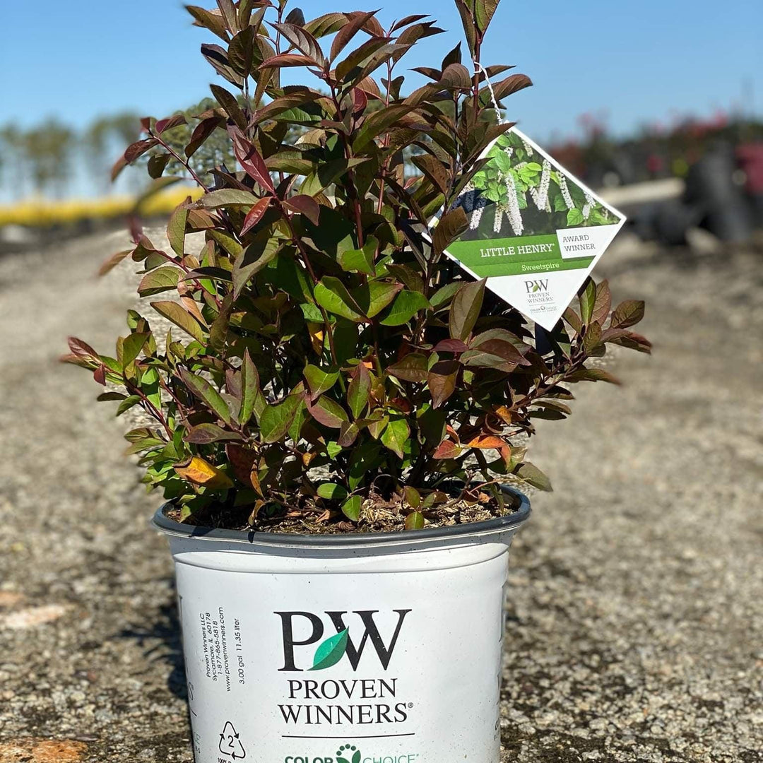 Itea Little Henry® shrub with lush green foliage, small white flowers, and a compact growth habit, from GoBuyPlants®.