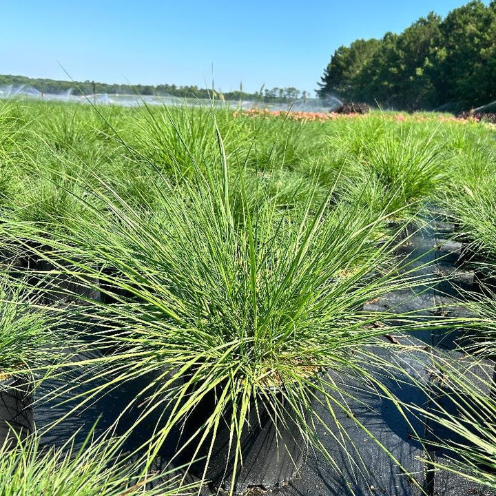 Pennisetum Hameln fountain grass bush with feathery plumes and lush green foliage, grown by GoBuyPlants®.