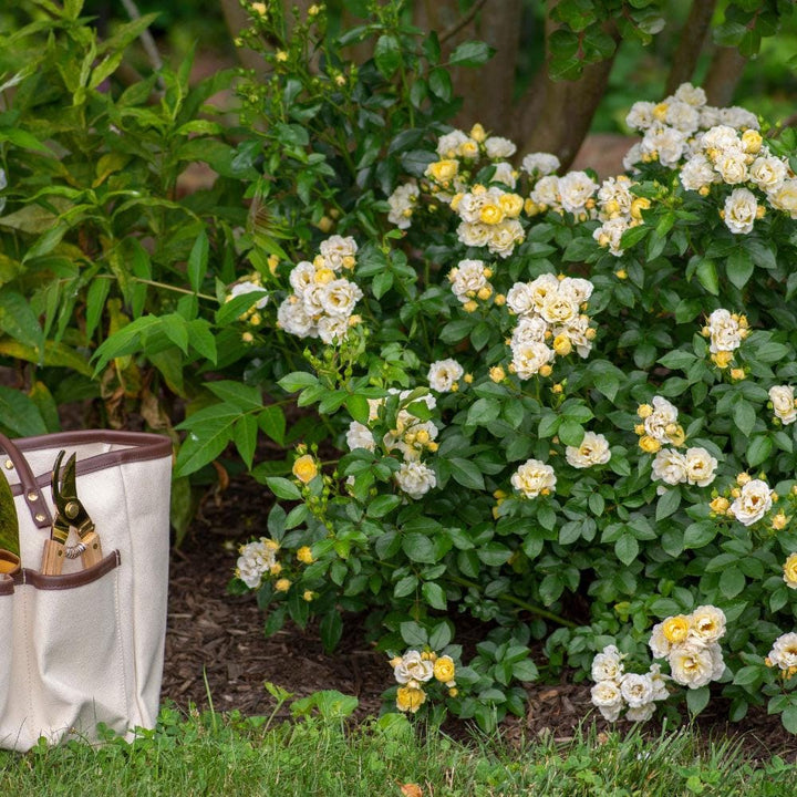 Rose Popcorn Drift® bush, a low-growing shrub with pink and white variegated foliage, from GoBuyPlants®.