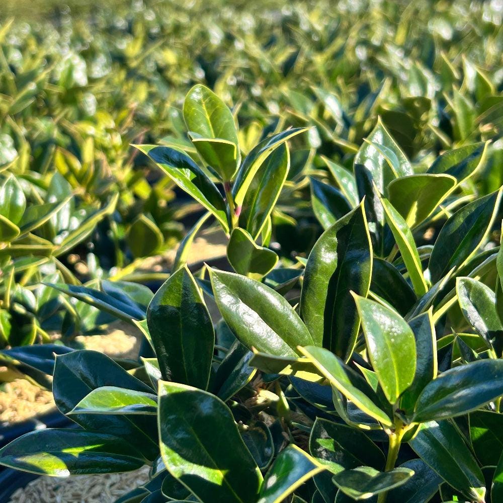 Ilex Carissa bush from GoBuyPlants® with dense green foliage, ideal for landscaping and decorative garden use.