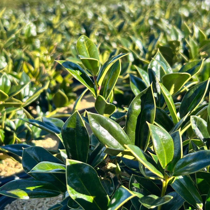 Ilex Carissa bush from GoBuyPlants® with dense green foliage, ideal for landscaping and decorative garden use.