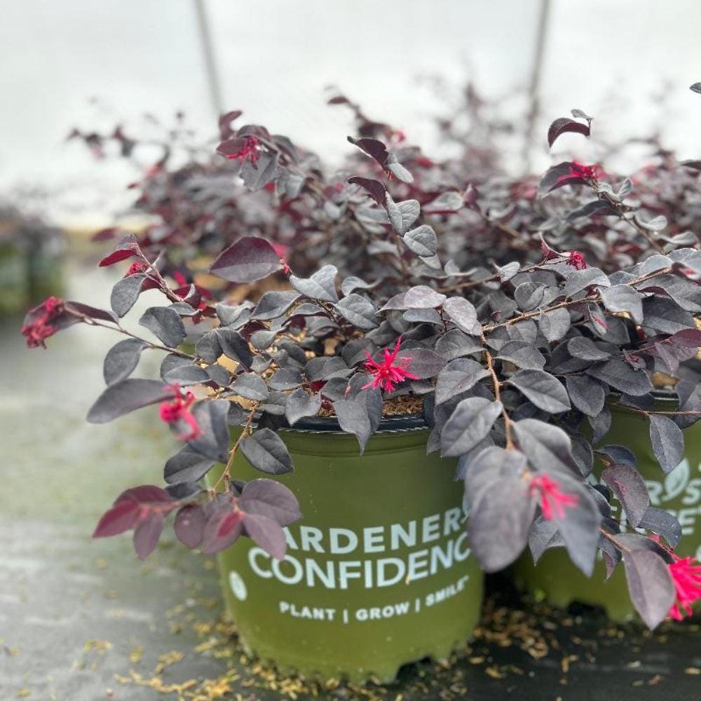 Loropetalum Ever Red® bush with vibrant red foliage, lush green leaves, and woody stems, ideal for decorative landscaping.