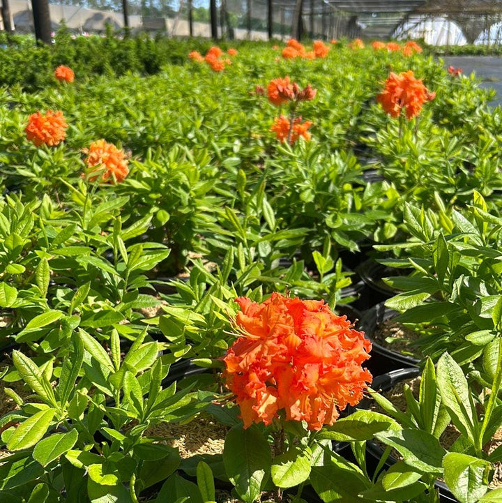 Azalea Gibraltar bush with vibrant green leaves and colorful blooms, planted in a garden setting.