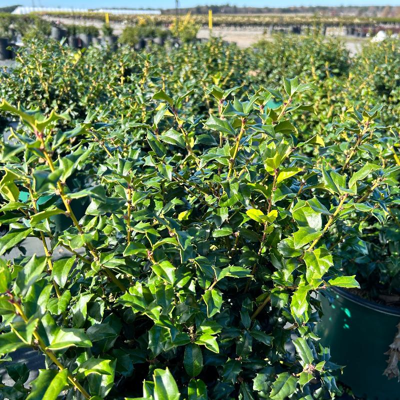 GoBuyPlants® Ilex China Boy bush with dense green foliage, suitable for landscape or decorative planting.
