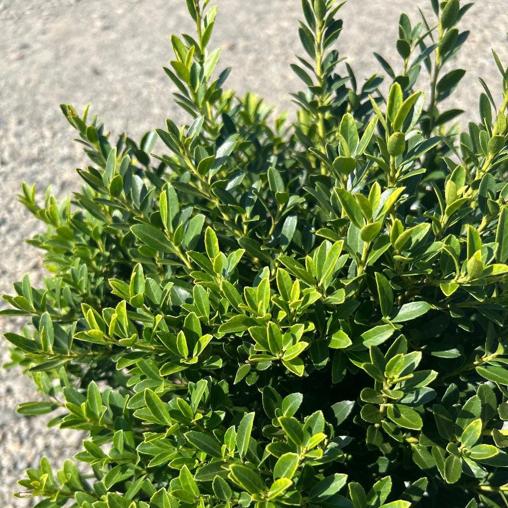 GoBuyPlants® Ilex Hoogendorn bush with dense green foliage, showcasing its lush, vibrant leaves in a healthy, outdoor setting.