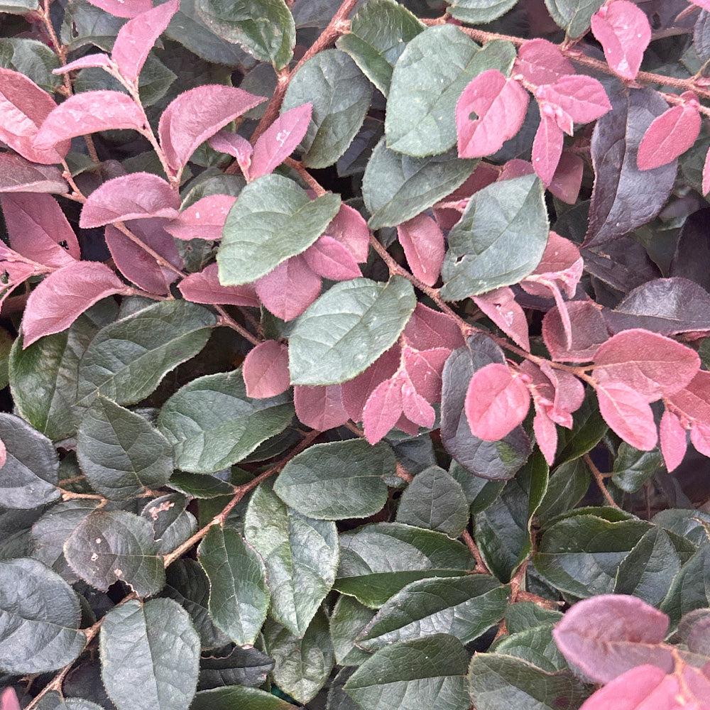Loropetalum Ruby bush with deep red foliage and delicate pink flowers, part of GoBuyPlants® Bushes &amp; Trees collection.