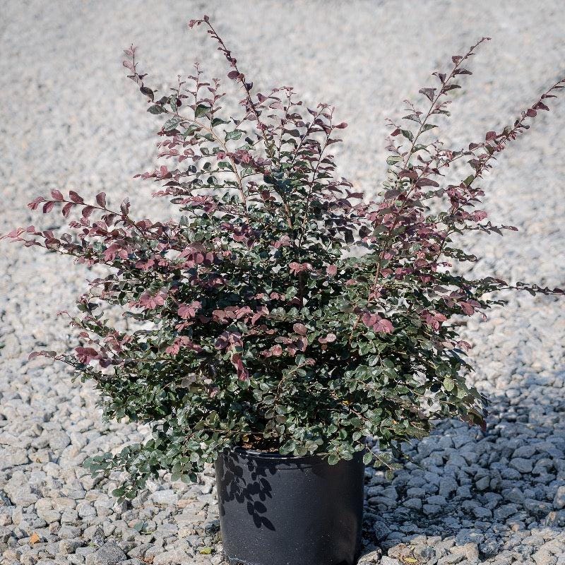 Loropetalum Ruby bush with vibrant red foliage, lush green leaves, and a dense, compact growth habit, from GoBuyPlants®.