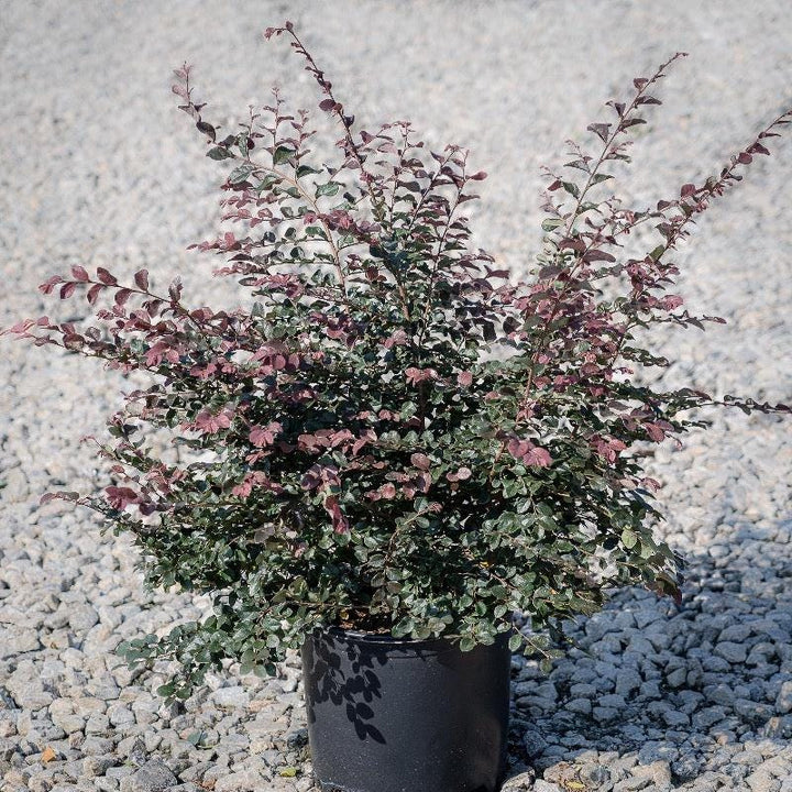 Loropetalum Ruby bush with vibrant red foliage, lush green leaves, and a dense, compact growth habit, from GoBuyPlants®.