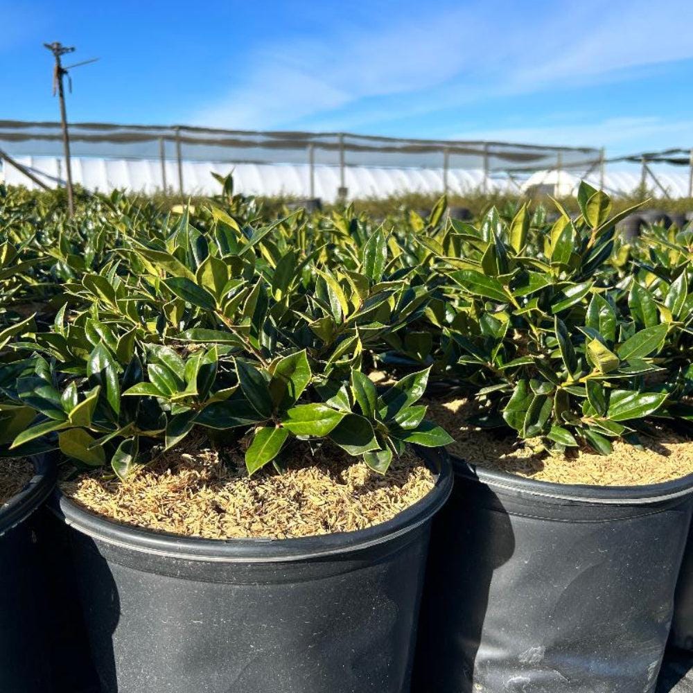 Healthy Ilex Carissa bush with dense green foliage, ideal for landscaping and garden decoration by GoBuyPlants®.