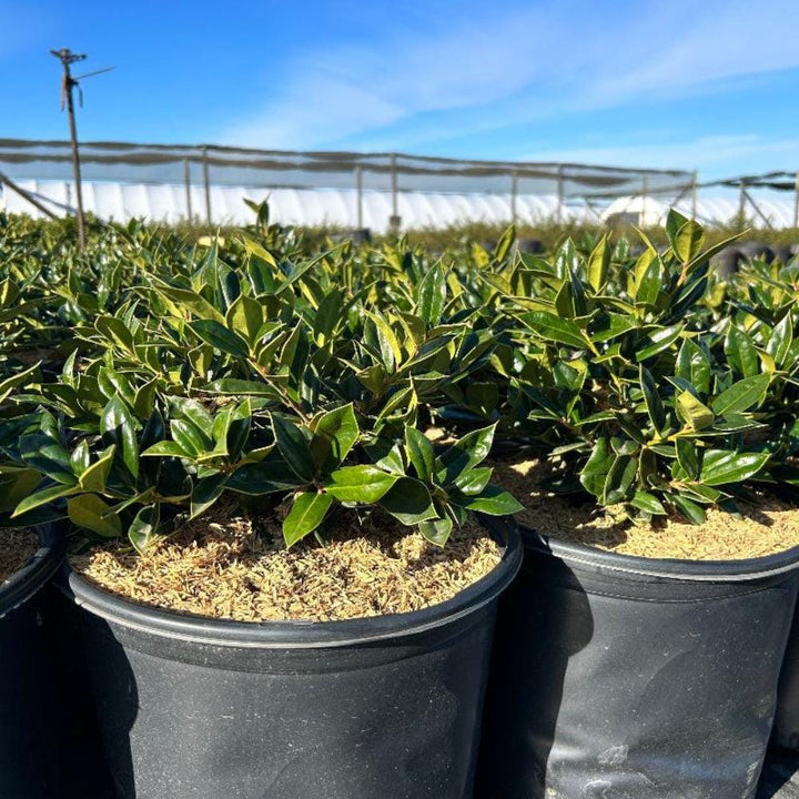 Healthy Ilex Carissa bush with dense green foliage, ideal for landscaping and garden decoration by GoBuyPlants®.