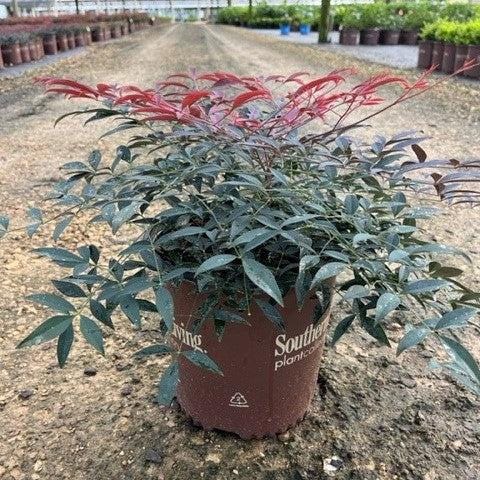 Nandina Flirt™ bush by GoBuyPlants®, featuring vibrant green foliage and delicate red berries, ideal for garden landscapes.
