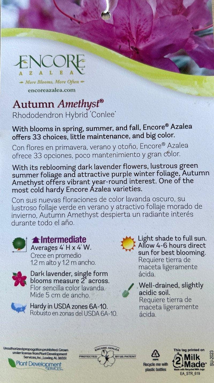 Azalea Encore Autumn Fire bush by GoBuyPlants showing vibrant red-orange autumn foliage and lush green leaves.