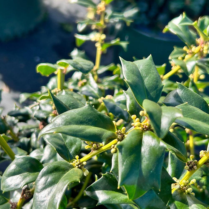 GoBuyPlants® Ilex China Boy bush with lush green foliage, decorative shrub suitable for landscaping or garden planting.
