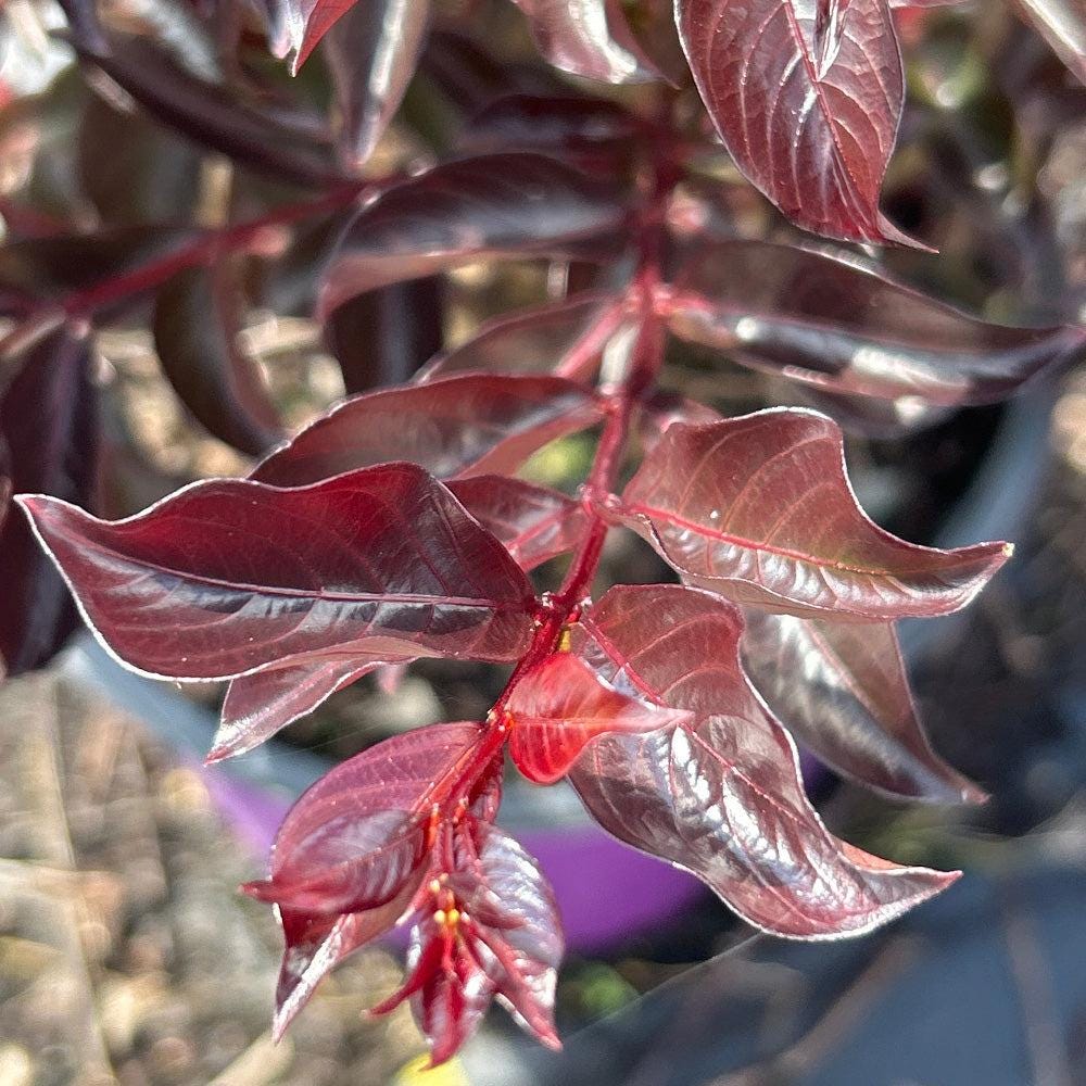 Crape Myrtle Twilight Magic™ bush with vibrant purple flowers and lush green foliage, flowering in a garden setting.