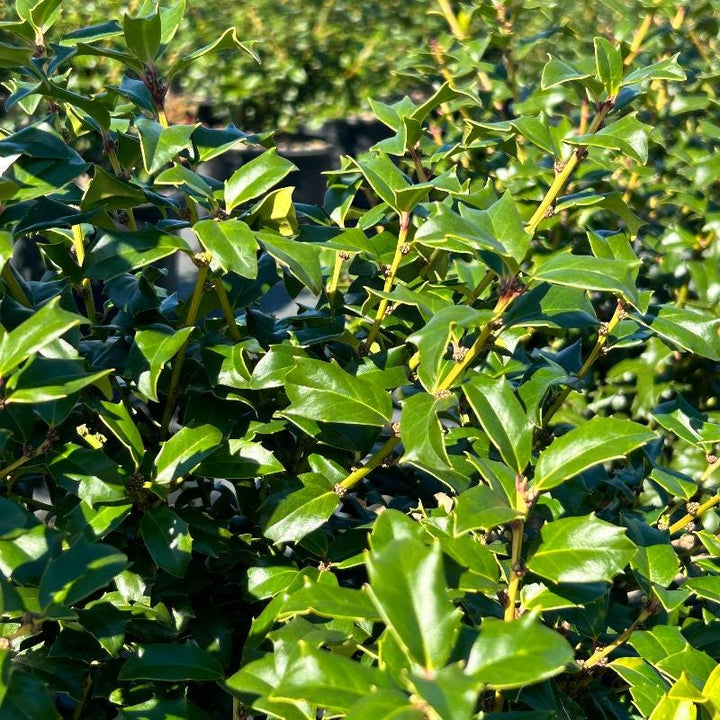GoBuyPlants® Ilex China Girl bush with lush green foliage and white berries, showcasing its dense, ornamental shrub appearance.