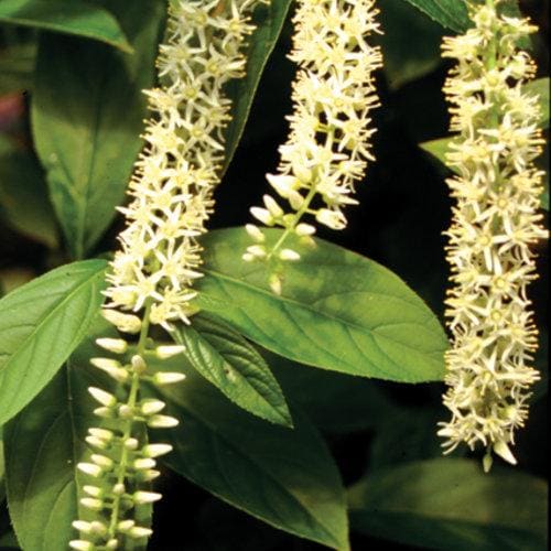 Itea Little Henry® shrub with lush green foliage, small white flowers, and compact growth habit, from GoBuyPlants®.