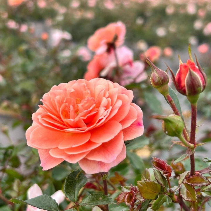 Rose Apricot Drift® bush with vibrant apricot-colored blooms and lush green foliage, part of GoBuyPlants® bushes and trees collection.