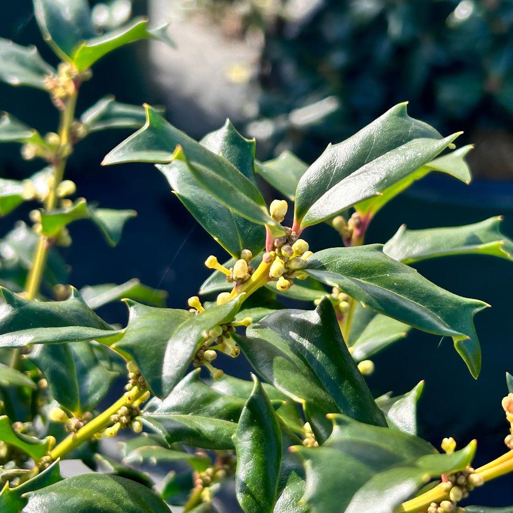 Ilex China Boy bush with glossy green leaves, decorative shrub suitable for gardens and landscaping by GoBuyPlants®.