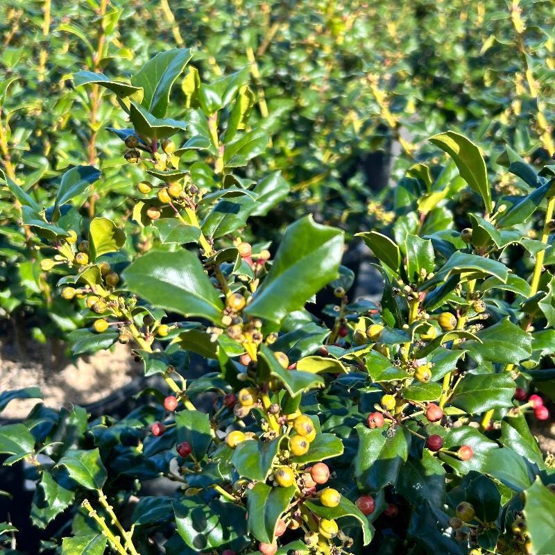 GoBuyPlants® Ilex China Girl bush with lush green foliage, ideal for landscaping and decorative garden planting.