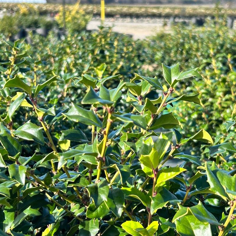GoBuyPlants® Ilex China Boy bush showcasing lush green foliage and dense branches in a natural outdoor setting.