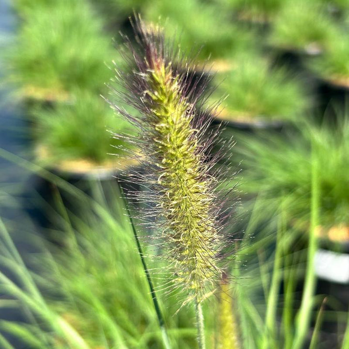 Pennisetum Hameln Fountain Grass bush with feathery plumes and green foliage, grown by GoBuyPlants®.