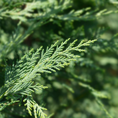 Cupressocyparis leylandii ~ Leyland Cypress