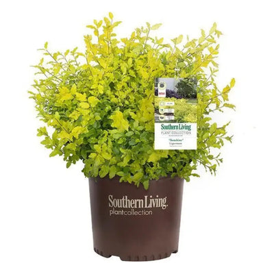 Ligustrum Sunshine ~ PP0379 - GoBuyPlants
