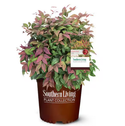 Nandina Blush Pink™ ~ Heavenly Bamboo - GoBuyPlants
