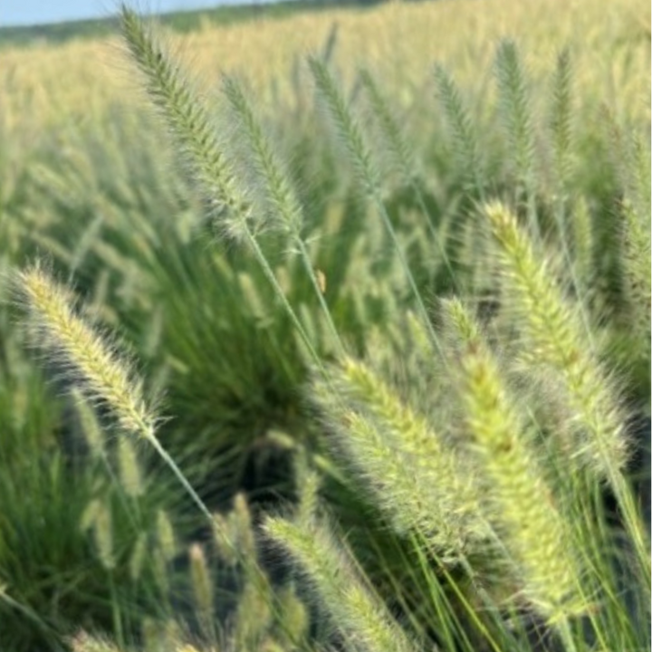 Close-up of green and yellow-beige grasses or cereal stalks in a field, with a soft blurred background of more plants.
