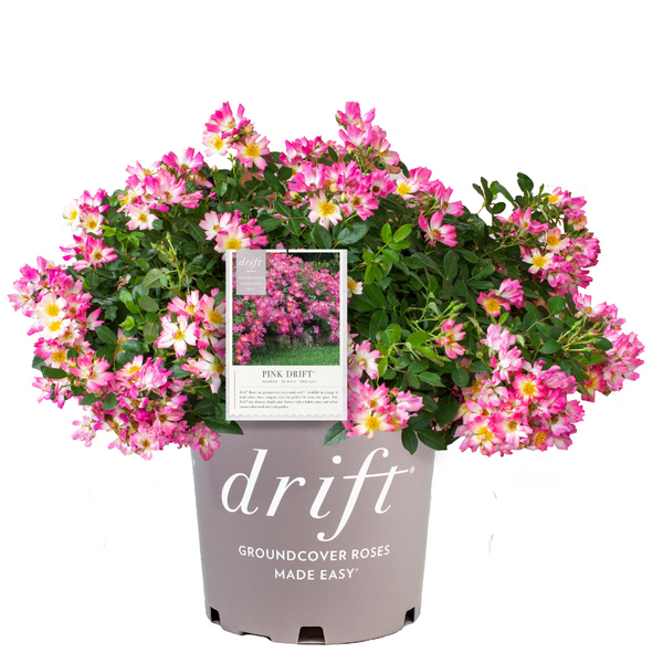 pink_drift_grande.png?v=1744045044