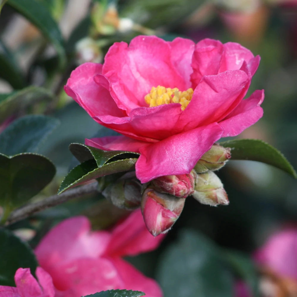 Shishi Gashira Camellia with large pink peony like flowers