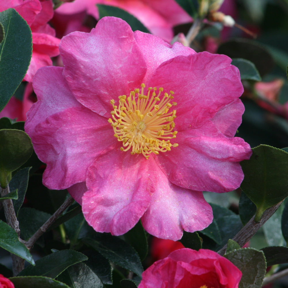 Shishi Gashira Camellia with large pink peony like flowers
