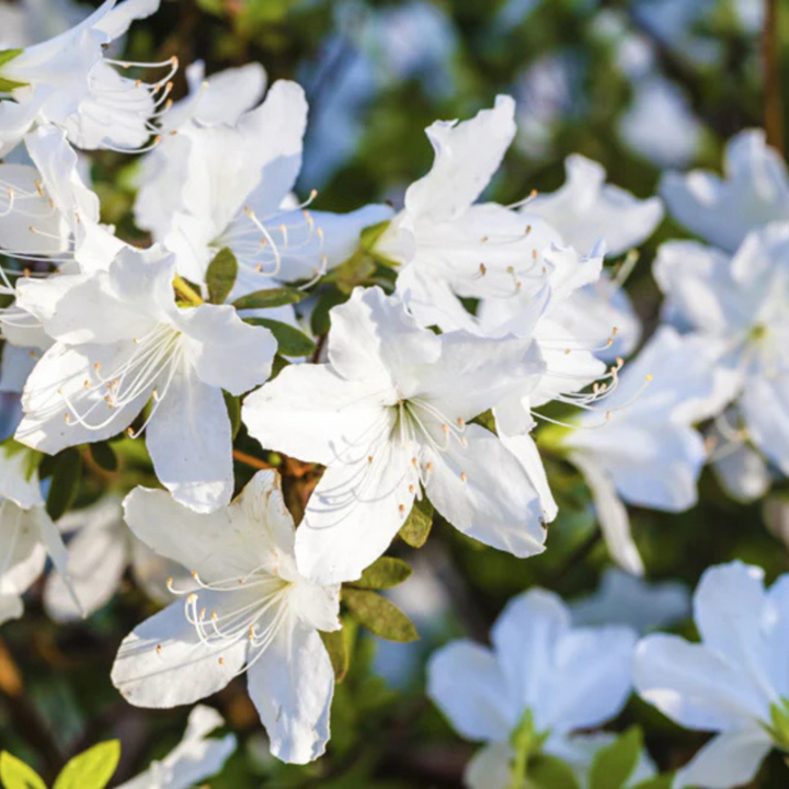 Delaware Valley White Azalea with clear white spring flowers and green foliage