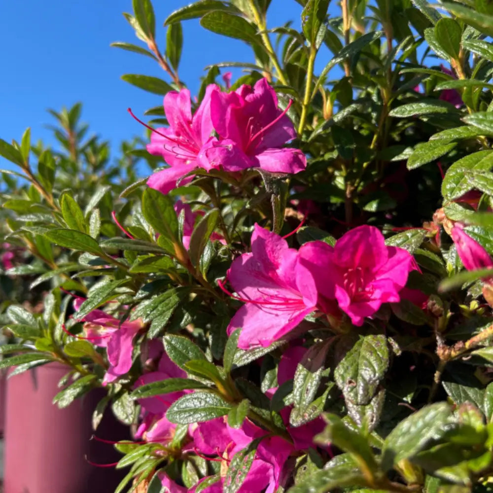 Autumn Amethyst® Encore® Azalea with vibrant purple flowers and green foliage