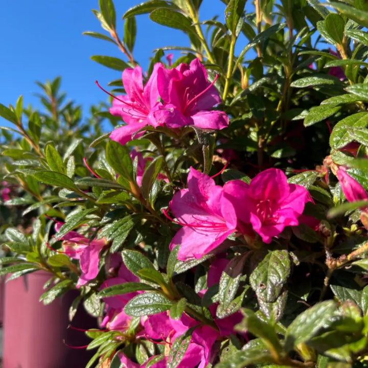Autumn Amethyst® Encore® Azalea with vibrant purple flowers and green foliage