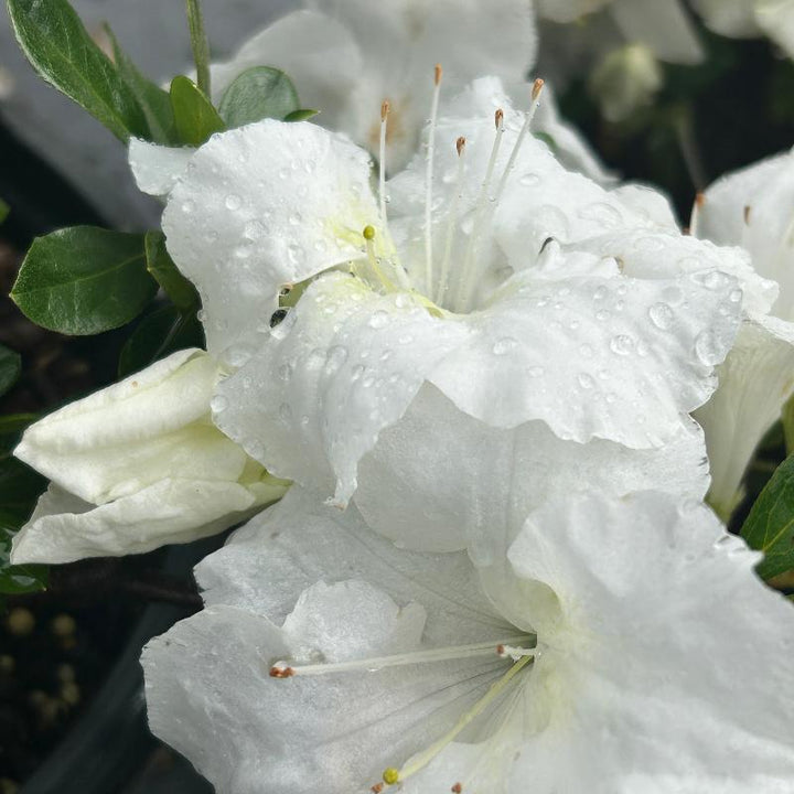 Autumn Angel® Encore® Azalea with pure white flowers and green foliage