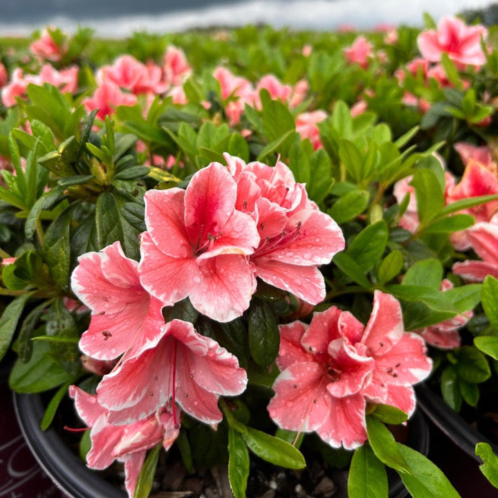 Autumn Sunburst Encore Azalea with pink semi-double flowers edged in white